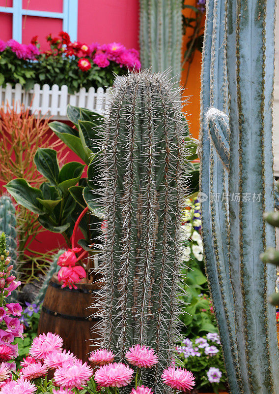 Pachycereus pringlei